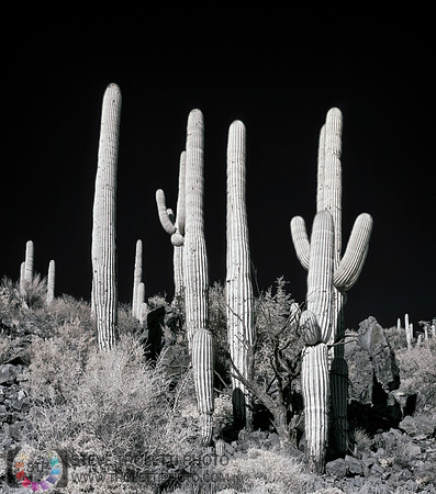 Saguaro Cactus - Arizona - INFRARED