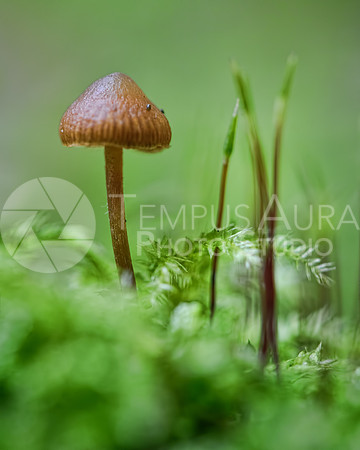Mushroom / Champignon