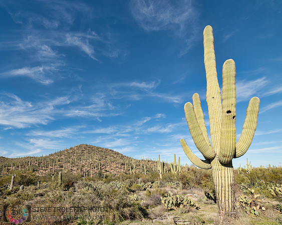 Saguaro Cactus Arizona