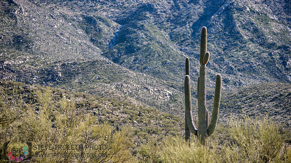 Saguaro Cactus Arizona