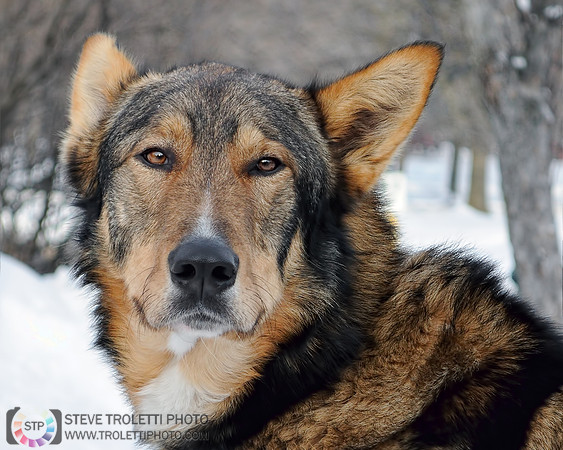Fardoche - The Alaskan Sled Dog / Fardoche, le chien de traîneau