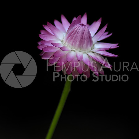 Berkheya purpurea