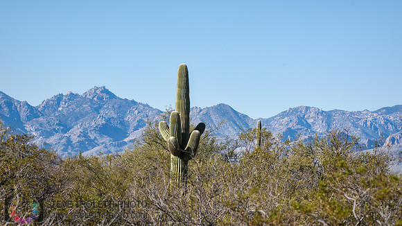 Saguaro Cactus Arizona