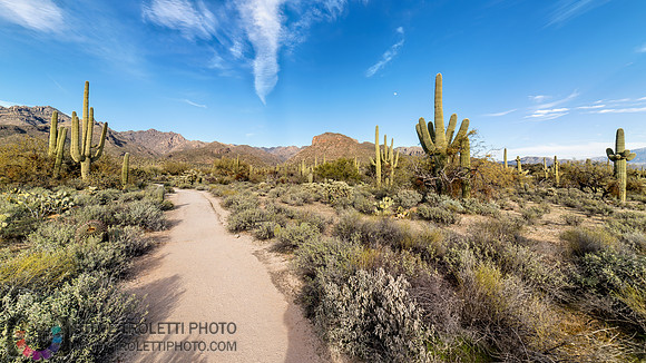 Saguaro Cactus Arizona