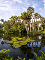 Orlando