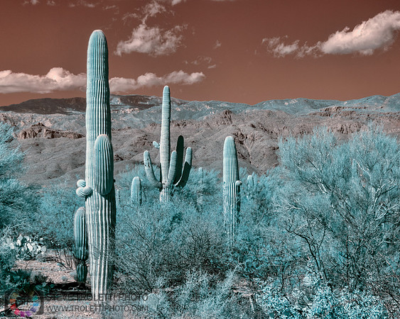 Saguaro Cactus - Arizona - INFRARED