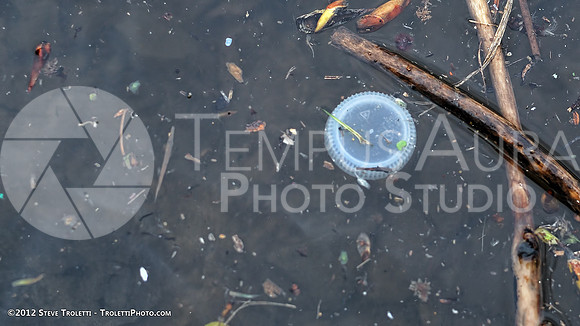 Trash Littering the banks of Montreal's Île-de-la-Visitation Nature Park