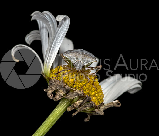 Brown marmorated stink bug (BMSB)