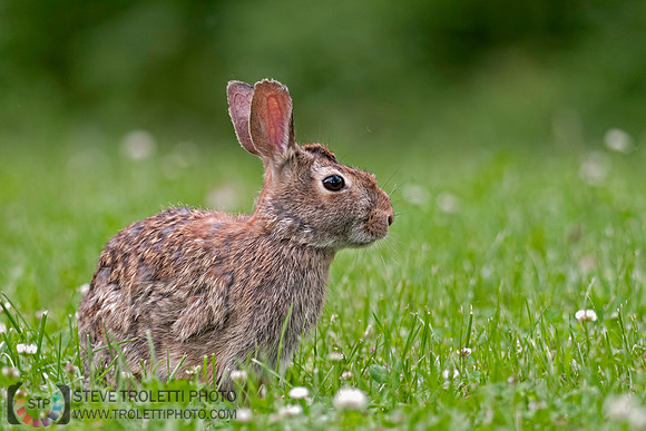 The Eastern Cottontail Rabbit /  Le Lapin à queue blanche