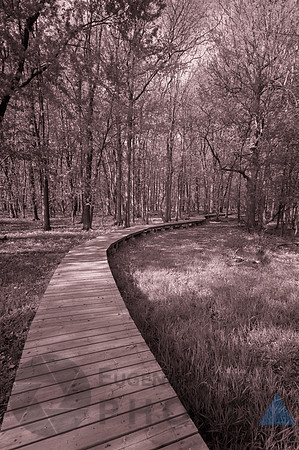 Walking path in the woods