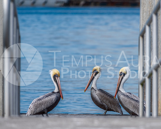 Brown pelicans on dock, Mayport Florida