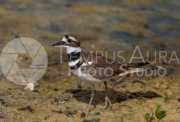 killdeer / Pluvier kildir