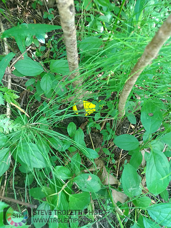 Déchets, peinture, poudre colorer, ballons, et plus dans le parc de Brouage, Boucherville suivent une activité de camp de jour le 2018-08-07