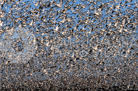 Thousands of Snow Goose in Flight / Tempête d'oies des neiges