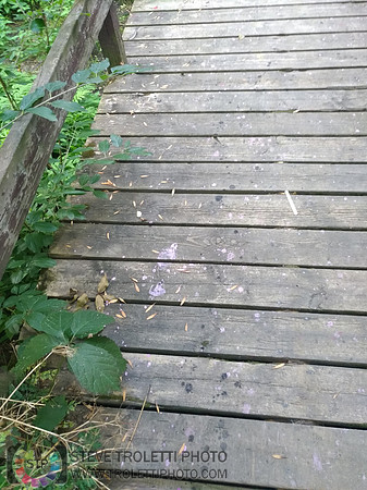 Déchets, peinture, poudre colorer, ballons, et plus dans le parc de Brouage, Boucherville suivent une activité de camp de jour le 2018-08-07
