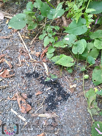 Déchets, peinture, poudre colorer, ballons, et plus dans le parc de Brouage, Boucherville suivent une activité de camp de jour le 2018-08-07