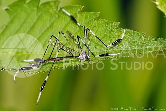 Phantom Crane Fly / Fantôme  des marais