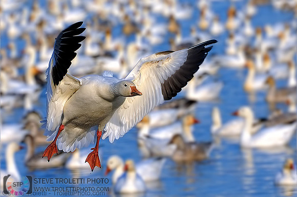 Snow Goose Landing / Oie des neiges