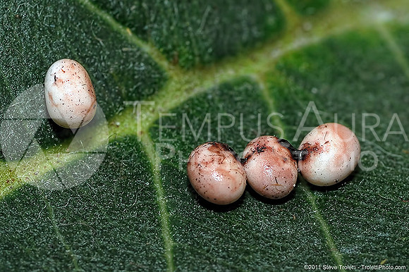 Butterfly Eggs / Oeufs de Papillon