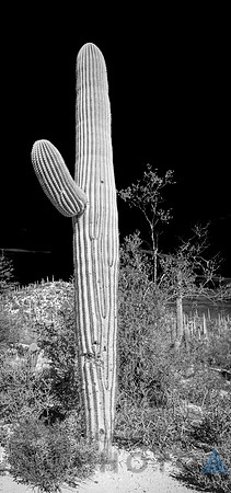 Saguaro Desert