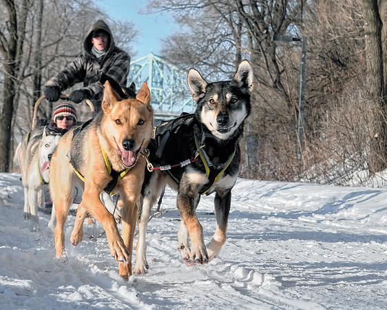 Dog Sled Ride / Promenades en traîneau à chiens (Fête des neiges de Montréal)