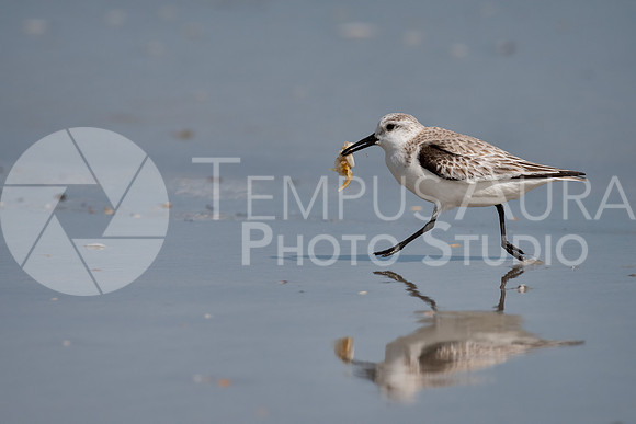 Sanderling feeding on the beach
