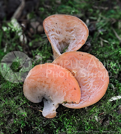 Tremiscus helvelloides - Guepinia helvelloides 2