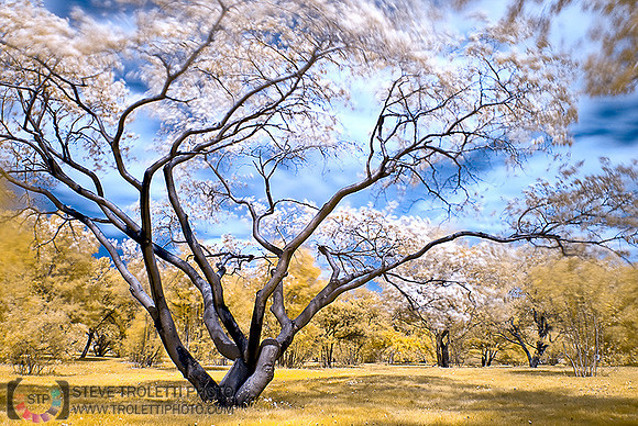 Japanese Cherry Tree - IR - Prunus serrulata