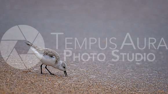 Sanderling feeding on the beach