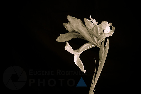 Beautiful Iris in bloom