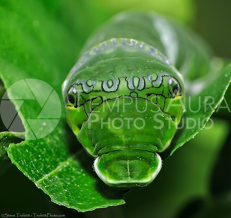 Green Caterpillar / Chenille verte