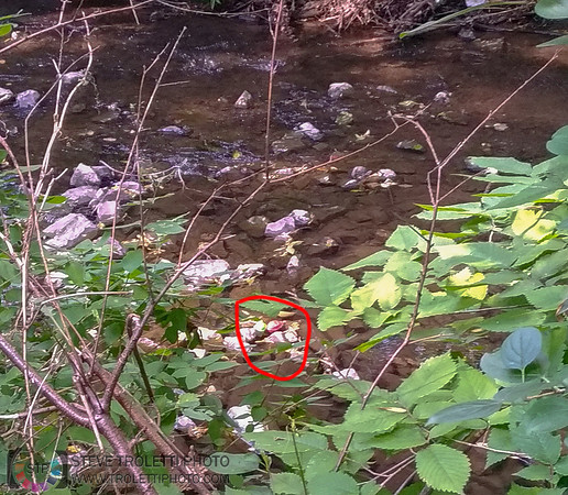 Déchets, peinture, poudre colorer, ballons, et plus dans le parc de Brouage, Boucherville suivent une activité de camp de jour le 2018-08-07