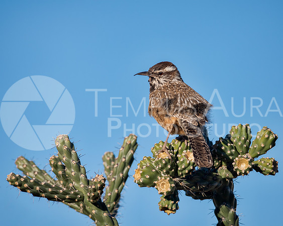 cactus wren /  Troglodyte des cactus II