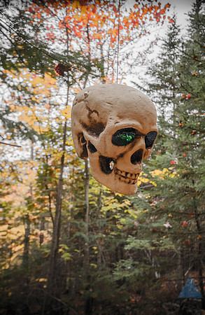 Skeleton in a tree