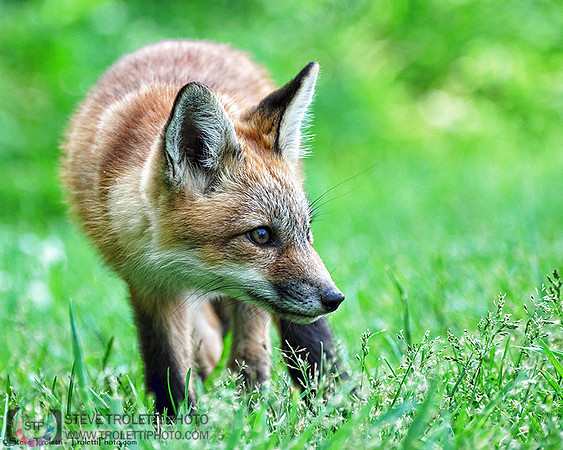 Red Fox Kit / Renardeau / Vulpes vulpes