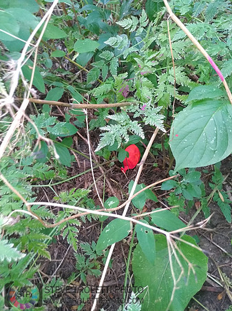 Déchets, peinture, poudre colorer, ballons, et plus dans le parc de Brouage, Boucherville suivent une activité de camp de jour le 2018-08-07