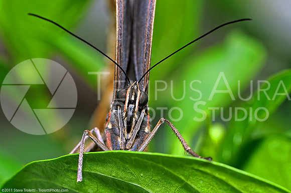 Blue Morpho Butterfly/ Papillon Morpho Bleu - Morpho helenor