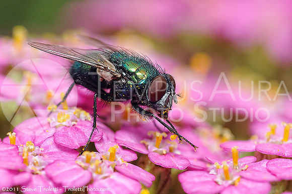 Common Green Bottle Fly