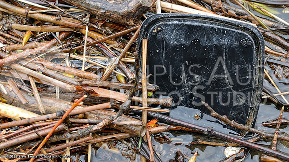 Trash Littering the banks of Montreal's Île-de-la-Visitation Nature Park