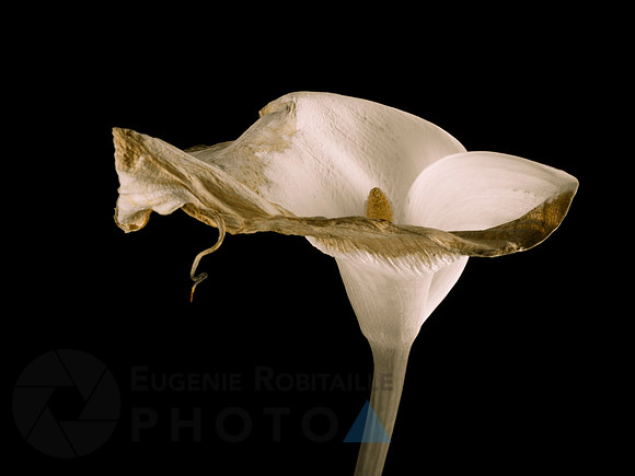 Calla lily