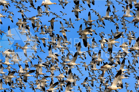 Snow Goose / Oie des neiges