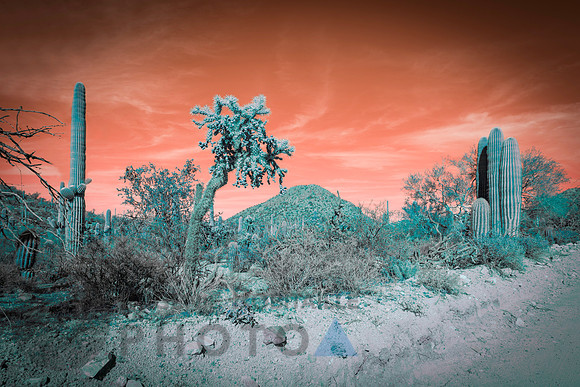 Saguaro Desert