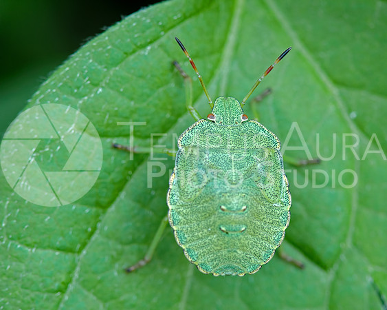 Camoflaged green insect on leaf / Insecte vert sur feuille