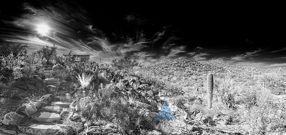 Saguaro Desert
