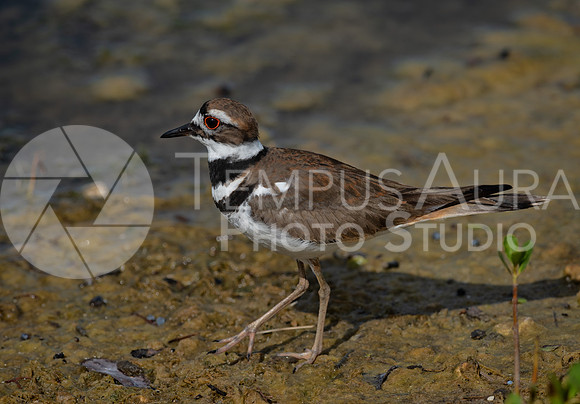 killdeer / Pluvier kildir 2