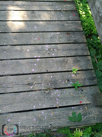 Déchets, peinture, poudre colorer, ballons, et plus dans le parc de Brouage, Boucherville suivent une activité de camp de jour le 2018-08-07