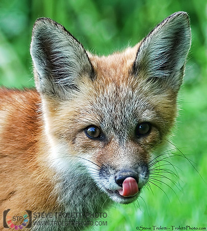 Red Fox Kit / Renardeau / Vulpes vulpes
