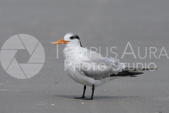 Royal tern on the beach