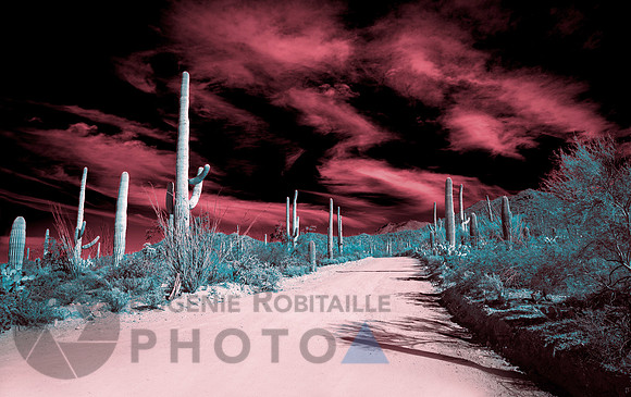 Saguaro Desert