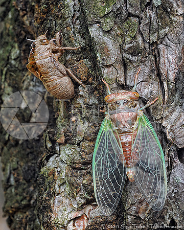 New Born Cicada drying it's Wings next to It's Exuviae